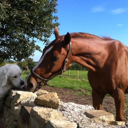 Holywell Grange Farm Villa Whitley Bay Luaran gambar